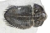 Bargain, Coltraneia Trilobite Fossil - Huge Faceted Eyes #341298-2